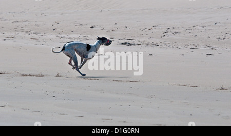 In bianco e nero il greyhound, corsa sulla spiaggia ona giornata di sole. Foto Stock