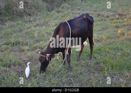 Un garzetta soggiornando vicino a una mucca in un campo egiziano, in cerca di insetti e zecche per mangiare. Foto Stock