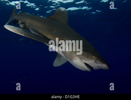 Oceanic White Tip Shark Foto Stock