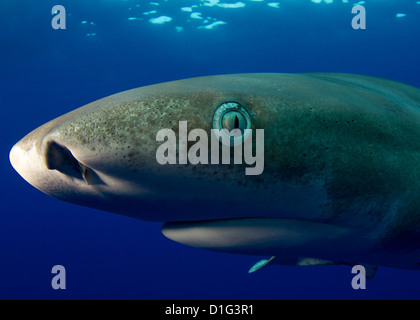 Oceanic White Tip Shark Foto Stock