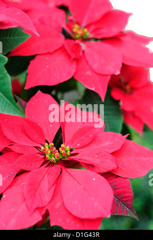 Natale fiori di sfocatura in una distanza, sfondo bianco. Foto Stock