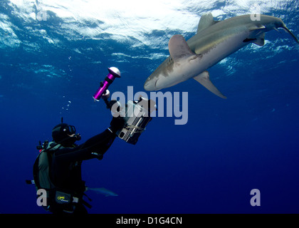 Oceanic White Tip Shark Foto Stock