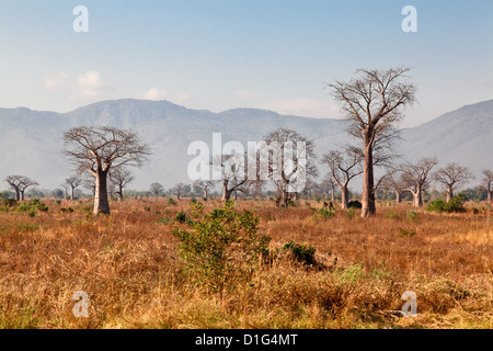 Paesaggio di baobab in africa malawi Foto Stock