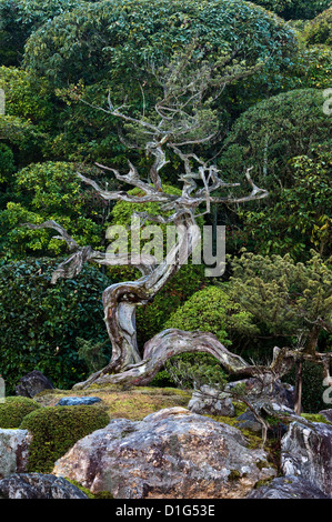 Un'antica pineta sorge sulla cima dell'isola delle tartarughe (kame-jima) nel famoso giardino zen del tempio Konchi-in, Nanzen-ji, Kyoto, Giappone Foto Stock