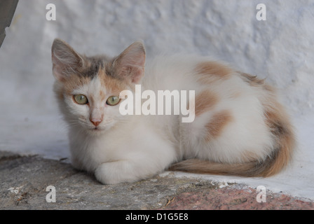 Gattino, Tortie blu e bianco, in appoggio di fronte ad una parete dipinta di bianco, Grecia DODECANNESO Isola, Non-pedigree Shorthair, felis Foto Stock