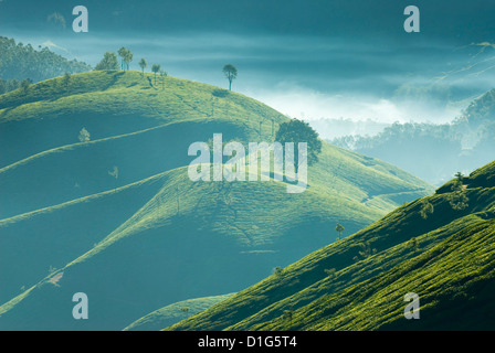 Early Morning mist oltre le piantagioni di tè, vicino a Munnar Kerala, India, Asia Foto Stock