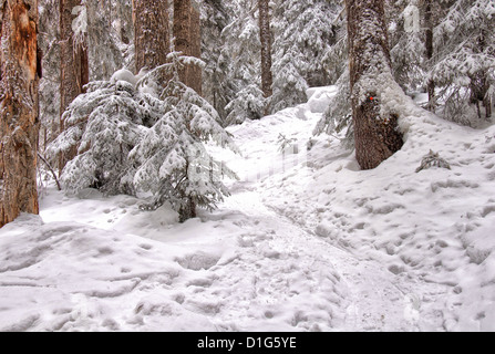 Contrassegnato con le racchette da neve il sentiero conduce attraverso la coperta di neve alberi. Foto Stock