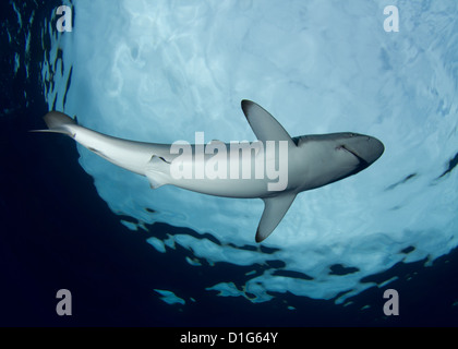 Carcharhinus falciformis Foto Stock