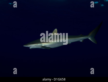 Carcharhinus falciformis Foto Stock