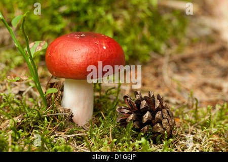 Fungo rosso non è commestibile ( Russula paludosa) nella foresta Foto Stock