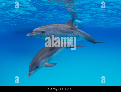 Atlantic delfini maculati Foto Stock