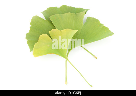 Foglie con struttura ad albero Ginkgo biloba su sfondo bianco Foto Stock