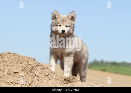 Cane Lapphund finlandese Suomenlapinkoira Lapinkoïra chien finnois de Laponie Wolf-sable cuccioli cucciolo stand ritratto permanente wolf Foto Stock