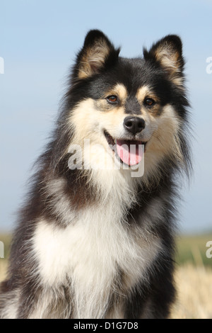 Cane Lapphund finlandese Suomenlapinkoira Lapinkoïra chien finnois de Laponie nero e marrone adulto faccia verticale Foto Stock