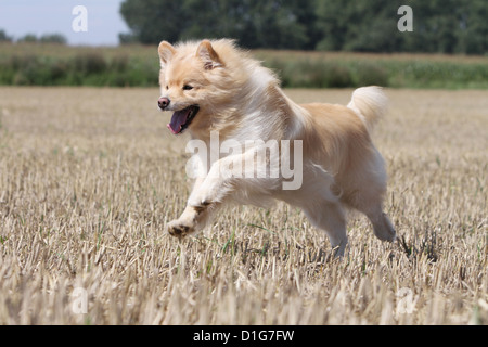 Cane Lapphund finlandese Suomenlapinkoira Lapinkoïra chien finnois de Laponie crema gialla profilo adulti sable eseguire jump Foto Stock