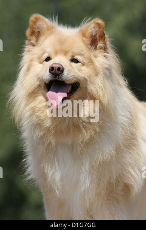 Cane Lapphund finlandese Suomenlapinkoira Lapinkoïra chien finnois de Laponie crema faccia verticale giallo faccia adulto sable Foto Stock