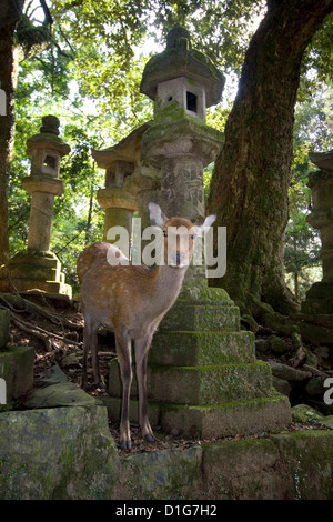 Deer meraviglia liberamente intorno le lanterne di pietra nel parco del Santuario Kasuga-Taisha, Nara, Giappone. Foto Stock