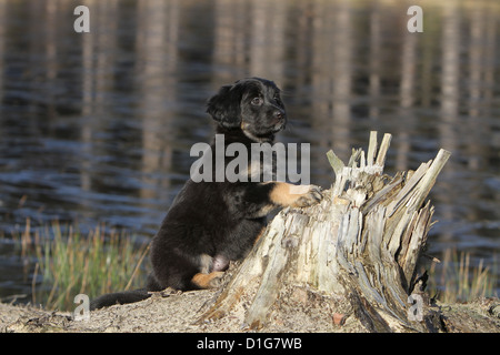 Hovawart nero e marrone cane cucciolo di chien stand bionda permanente nella natura di cuccioli in piedi su un albero, albero tronco Foto Stock