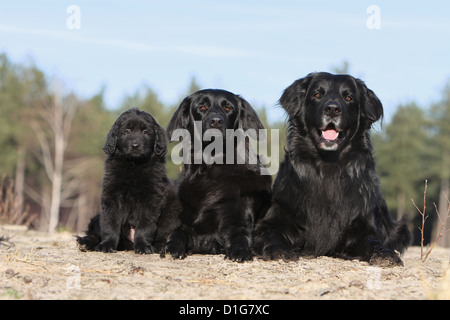 Hovawart cane nero adulti adulti cuccioli cucciolo giovane sdraiato tre diversi nella natura Foto Stock