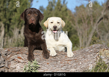 Cane Labrador retriever due adulti dormiva sdraiato marrone giallo Foto Stock