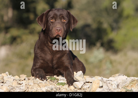 Cane Labrador Retriever giovane cucciolo brown dormiva sdraiato Foto Stock