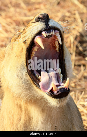 Leonessa a sbadigliare e mostrando i suoi denti Foto Stock