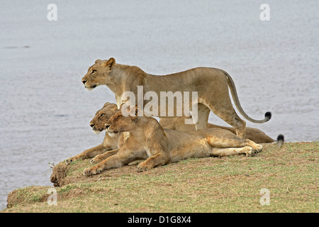 Un orgoglio dei leoni di alert per un potenziale pasto accanto al fiume Zambesi Foto Stock