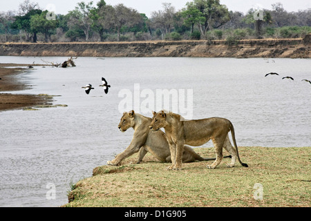 Due leonesse accanto al fiume Zambesi Foto Stock