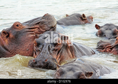 Close-up di giovani ippopotami in fiume Foto Stock