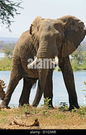 Angry bull elephant presso la baia accanto al fiume Zambesi Foto Stock