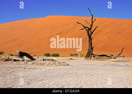 Essiccato ceppi di alberi vecchi di centinaia di anni per lettiera pan asciutto di Dead Vlei in Namibia Foto Stock