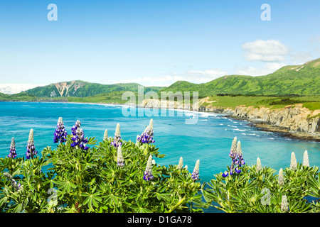 Primo piano di Nootka Lupino stretto sul capo con il Surf Beach e stato Pasagshak Recreation Site, isola di Kodiak, Alaska. Foto Stock