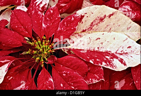 Una fotografia di stock di alcuni red glitter Poinsettia piante. Foto Stock