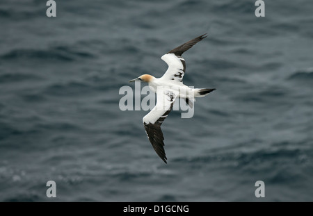 Northern Gannet in volo Foto Stock