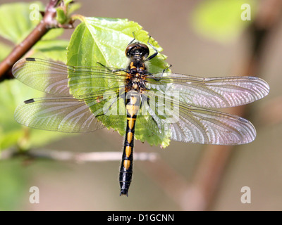 Close-up immagine macro di una femmina di Ruby Whiteface (a.k.a. Il nord di fronte bianco-Darter - Leucorrhinia rubicunda) Foto Stock