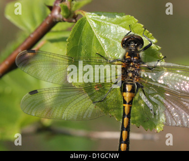 Close-up immagine macro di una femmina di Ruby Whiteface (a.k.a. Il nord di fronte bianco-Darter - Leucorrhinia rubicunda) nel prodotto parziale Foto Stock