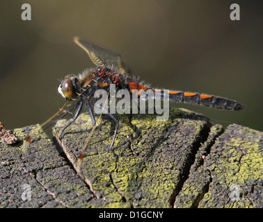 Close-up immagine macro di una femmina di Ruby Whiteface (a.k.a. Il nord di fronte bianco-Darter - Leucorrhinia rubicunda) Foto Stock