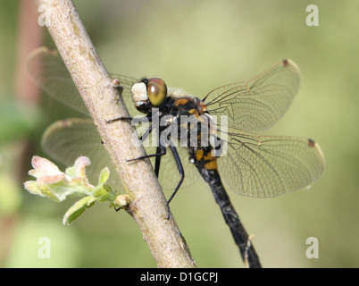 Close-up immagine macro di una femmina di Ruby Whiteface (a.k.a. Il nord di fronte bianco-Darter - Leucorrhinia rubicunda) Foto Stock