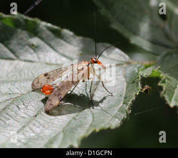 Close-up di un maschio scorpionfly comune ( Panorpa communis) Foto Stock