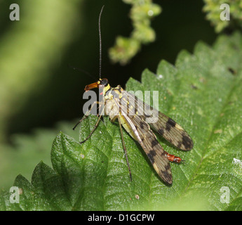 Close-up di una femmina scorpionfly comune ( Panorpa communis) visto di profilo Foto Stock