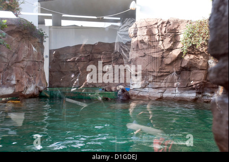 Una madre di Sea Otter, Aniak, la cura per il suo cucciolo femmina, Sekiu. Foto Stock