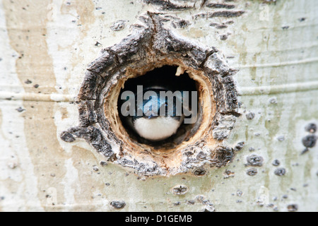 Albero Swallow guardando il nido in Aspen albero perching uccelli songbird songbirds Ornithology Scienza natura natura natura ambiente rondini nido Foto Stock