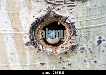 Albero Swallow guardando il nido in Aspen albero perching uccelli songbird songbirds Ornithology Scienza natura natura natura ambiente rondine nidi Foto Stock