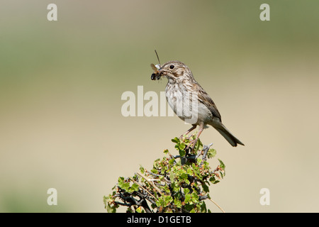 Vesper Sparrow con insetto perching uccelli songbird songbirds Ornithology Scienza natura natura fauna ambiente passeri Foto Stock