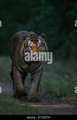 Spot-lit maschio adulto tigre del Bengala chiamato 'Munna' camminando per un sentiero forestale nel Parco Nazionale di Kanha, India. Foto Stock