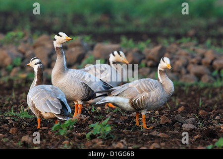 Bar intitolata Goose ( Anser indicus ) India Foto Stock