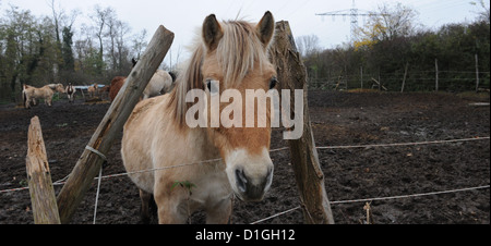 Un cavallo sta in un paddock di Friburgo, Germania, 22 novembre 2012. Ci sono stati numerosi attacchi su cavalli nel sud Baden in autunno e in inverno. Foto: Patrick Seeger Foto Stock