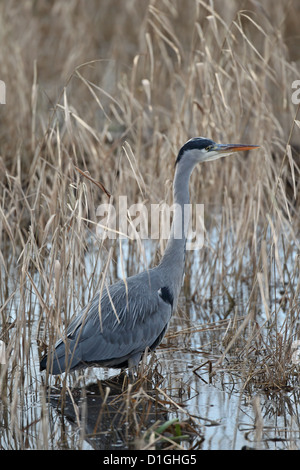 Airone cinerino (Ardea cinerea) Foto Stock