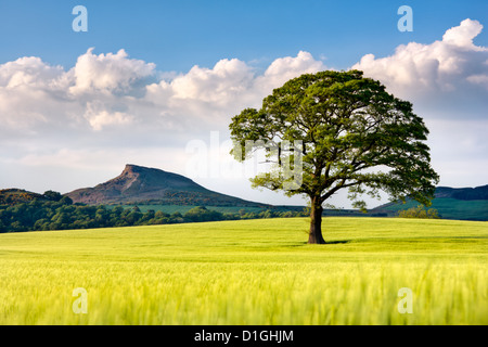 Lone Tree nel campo di orzo con Roseberry Topping nella distanza, North Yorkshire, Yorkshire, Inghilterra, Regno Unito, Europa Foto Stock