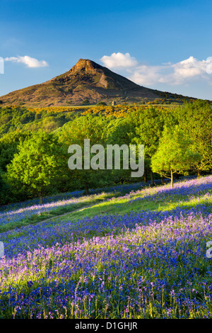 Luce della Sera oltre il bluebells a Newton legno, Roseberry Topping, grande Ayton, North Yorkshire, Yorkshire, Inghilterra Foto Stock